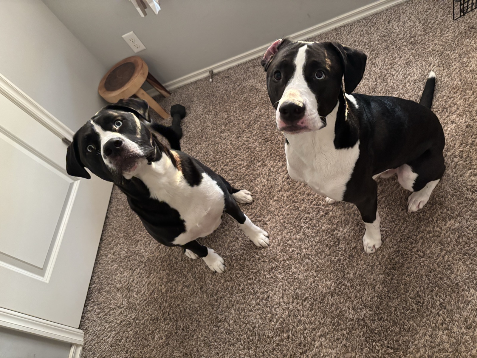 A dog enjoying quiet outdoor time during a Happy Tail visit