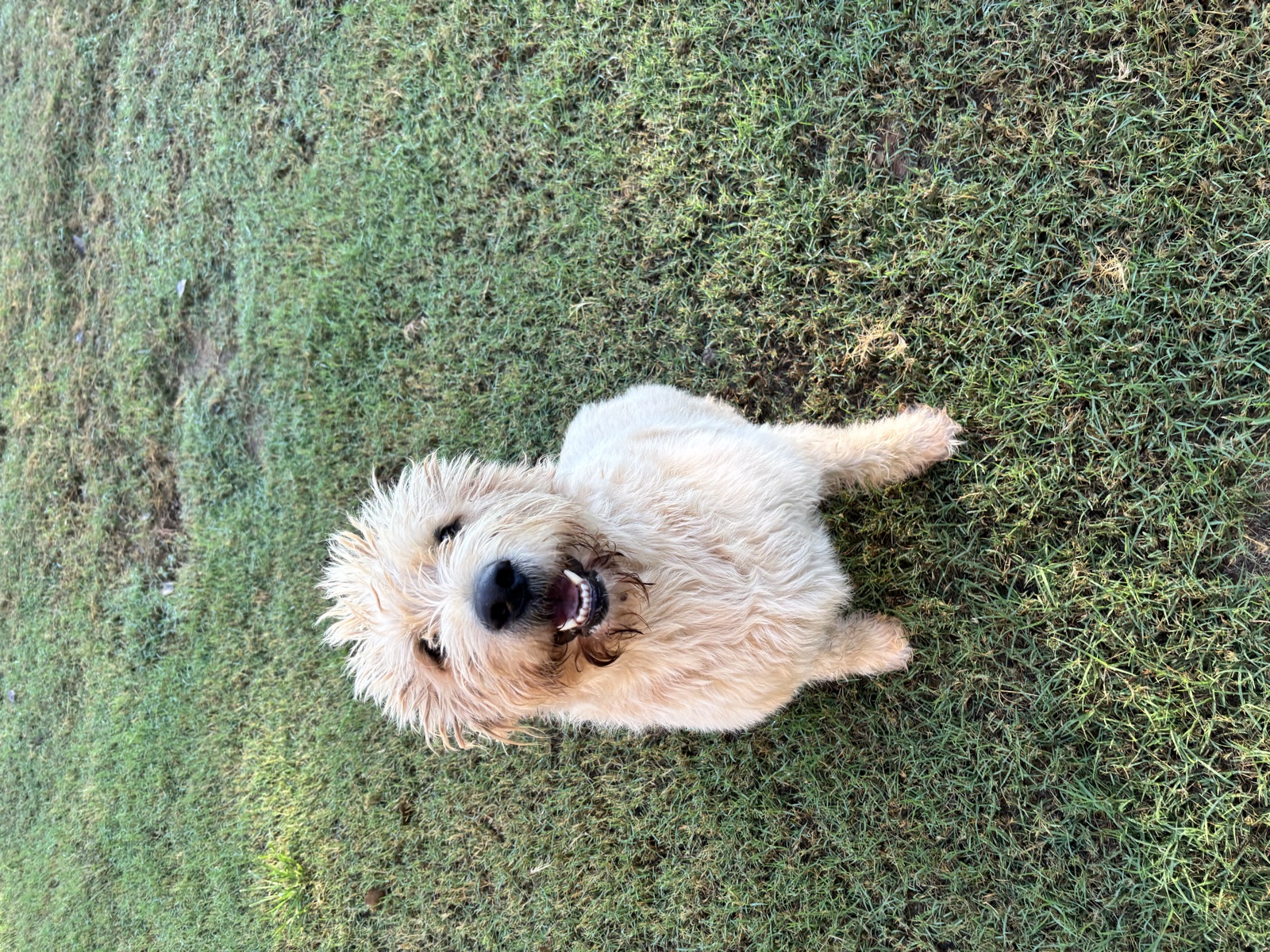 A dog captured during a bright and cheerful outdoor check-in