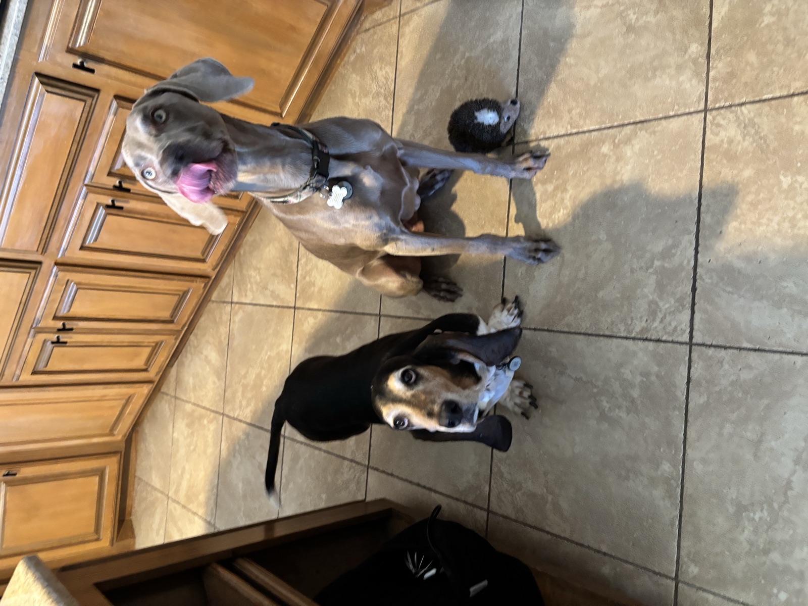 A dog enjoying a calm moment in the yard during pet care
