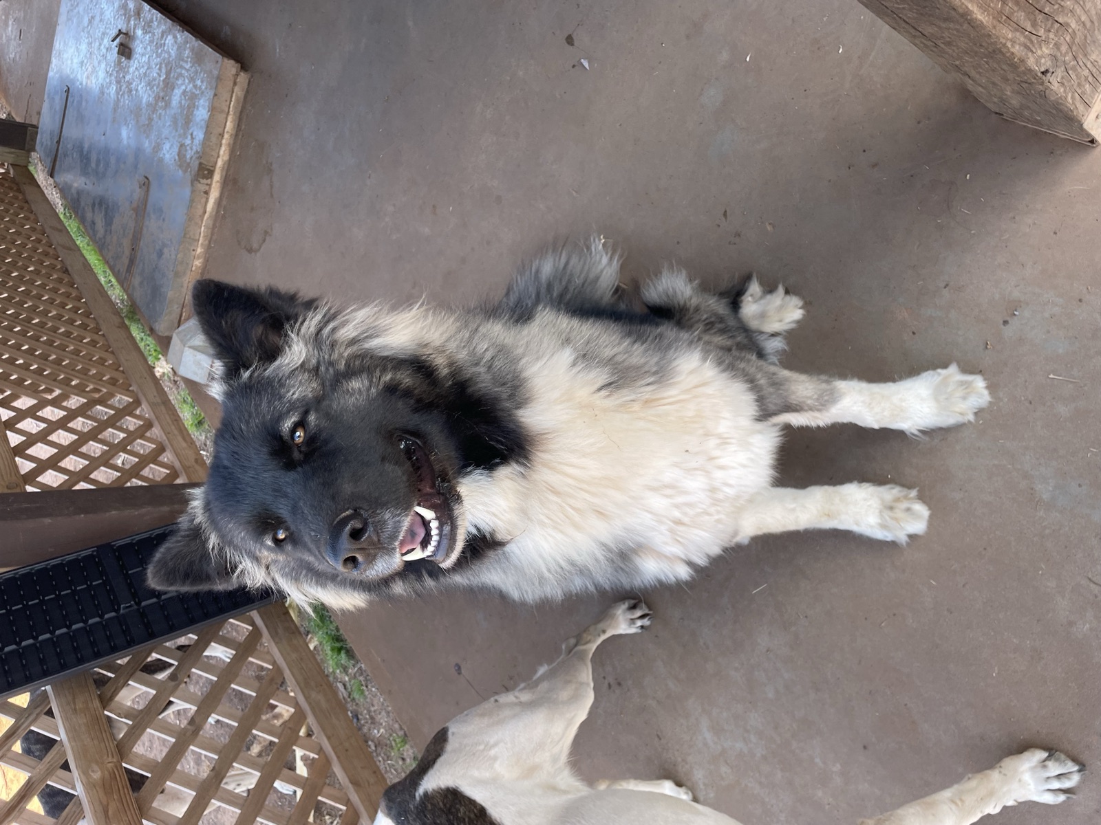 A dog enjoying a familiar and comfortable visit environment