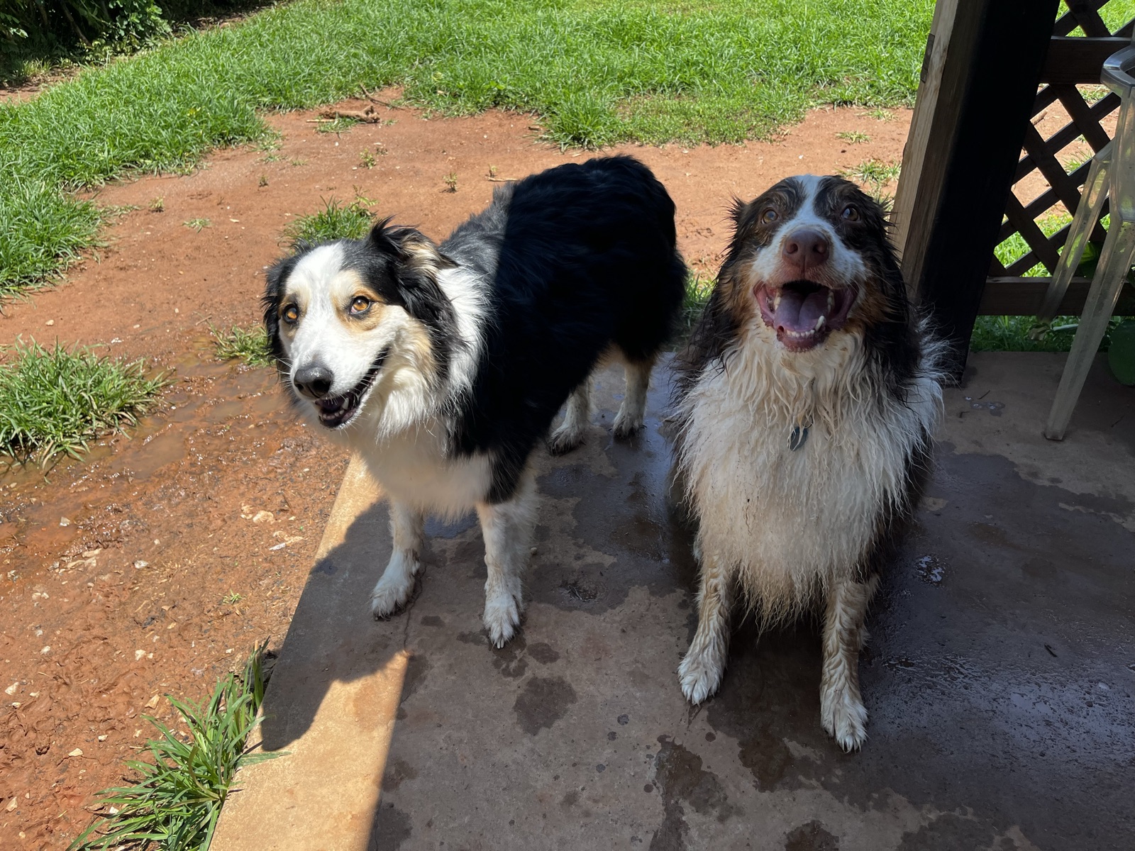 A dog during a playful and attentive one-on-one care visit