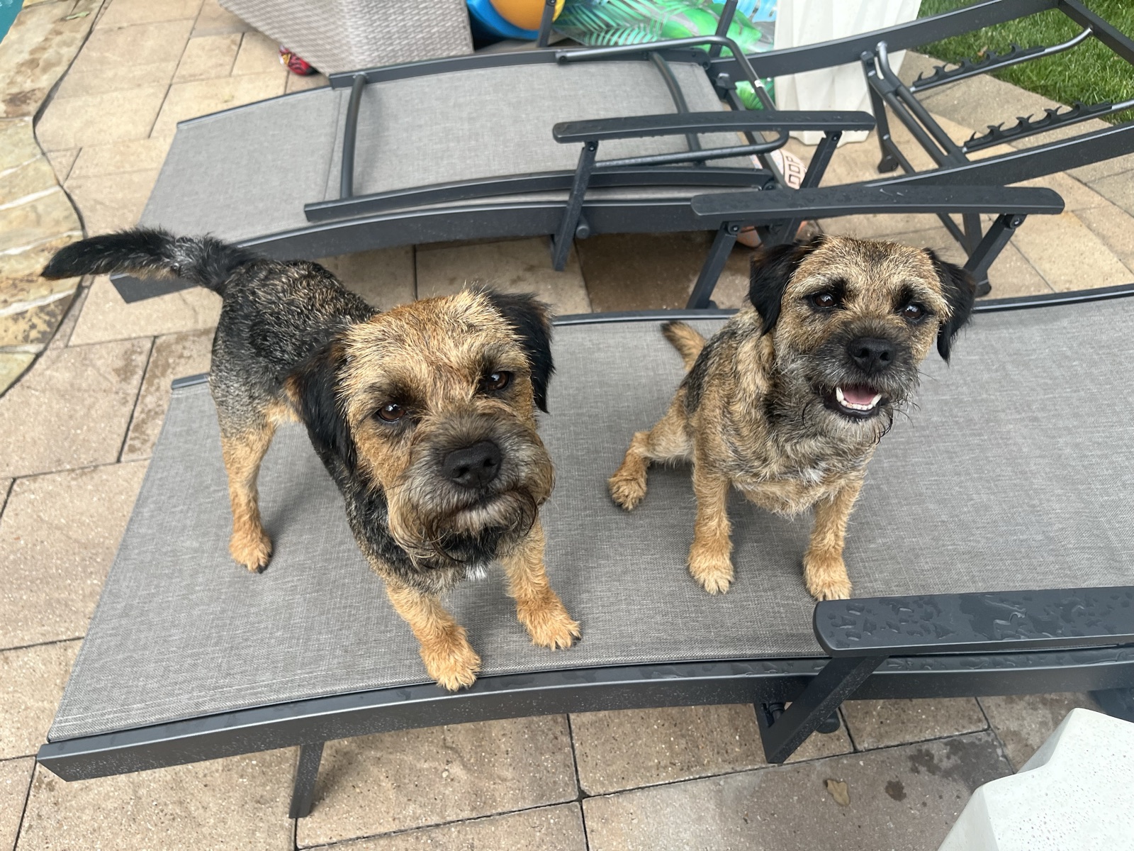 A dog during a comfortable check-in with calm one-on-one attention