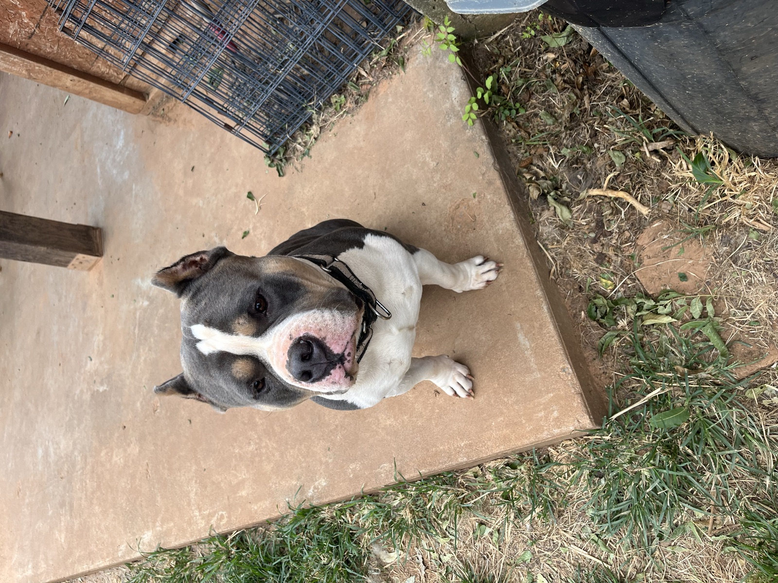 A dog captured in a relaxed outdoor moment during care