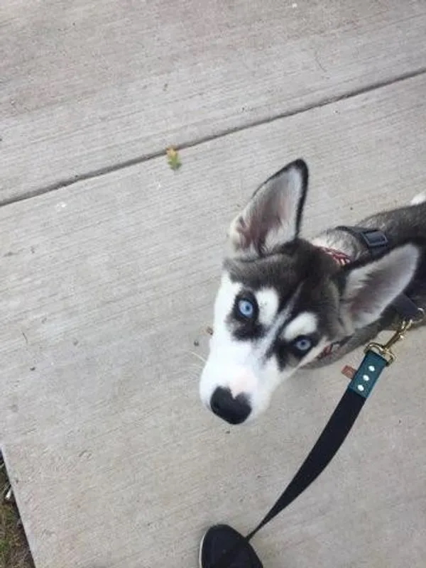 A calm dog portrait representing trusted household care details