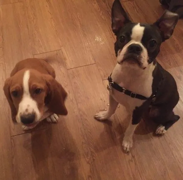 Two relaxed dogs together during a calm care visit from The Happy Tail Pets